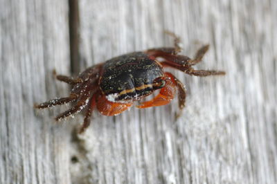 Close-up of spider