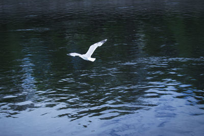 Bird flying over lake