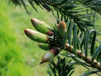 Close-up of flower growing on tree