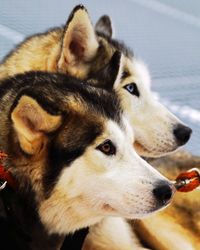 Close-up of dog looking away