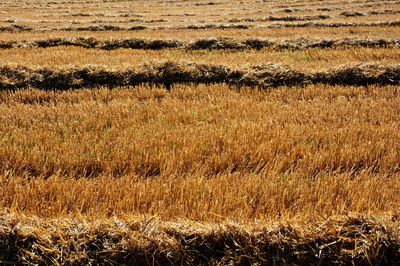 Full frame shot of agricultural field