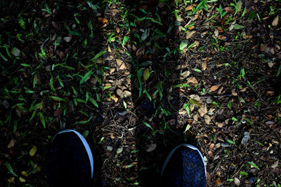 Low section of man standing by plants in forest