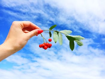 Cropped hand of woman holding rowanberries against sky