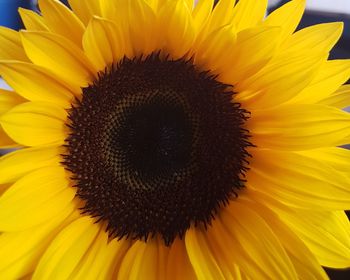Close-up of sunflower