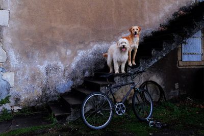 Portrait of dogs on steps by bicycles