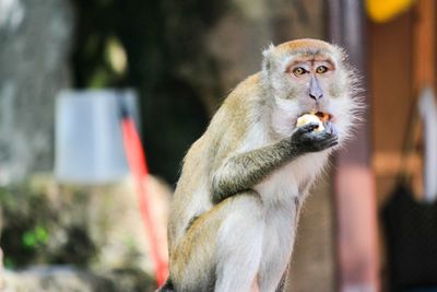 Close-up of monkey