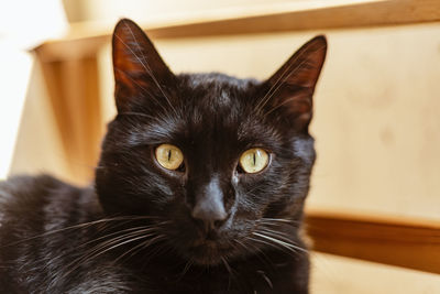 Animal  - a beautiful black cat with yellow eyes l