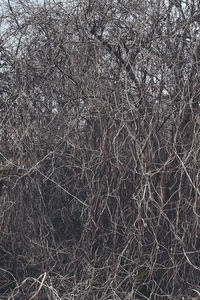 Full frame shot of bare tree