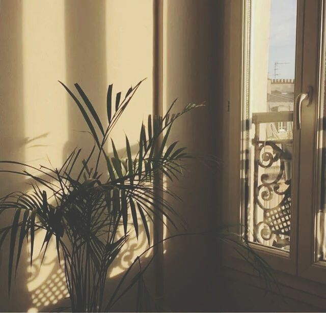 plant, window, no people, growth, indoors, day, close-up, nature