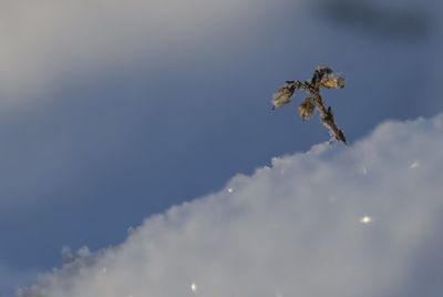 Low angle view of dead plant against sky