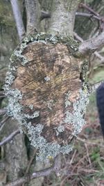 Close-up of tree trunk in forest