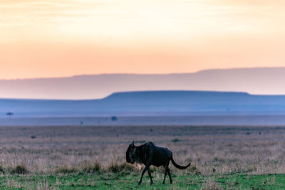View of a horse on field