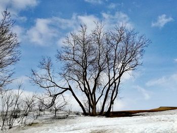 Bare tree on snow covered land against sky