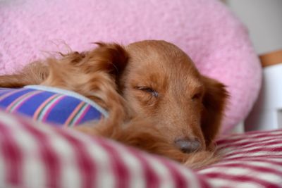 Dachshund sleeping on bed at home