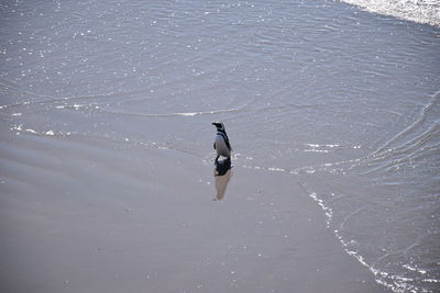 Swan swimming in sea