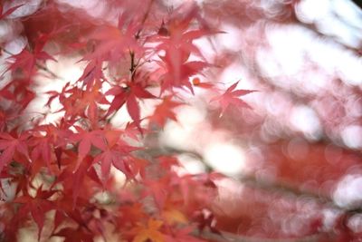 Full frame shot of red leaves