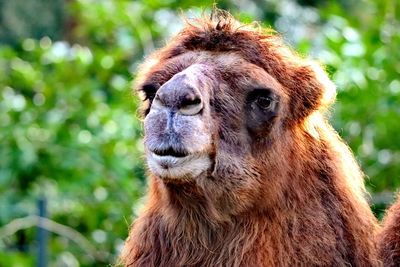 Close-up of a monkey looking away