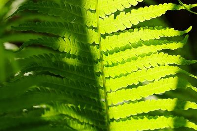 Close-up of fern leaves