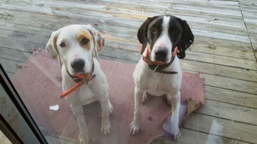 Portrait of dogs on boardwalk seen through window