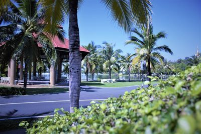 Palm trees by plants in city against clear sky