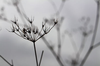 Close-up of flower against sky