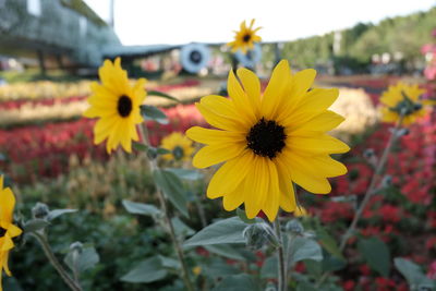 Close-up of sunflower