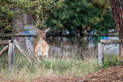 Deer in a forest