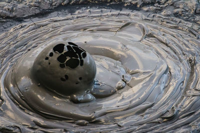 High angle view of turtle in shallow water