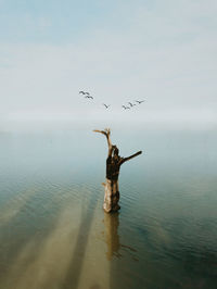 Birds flying over sea