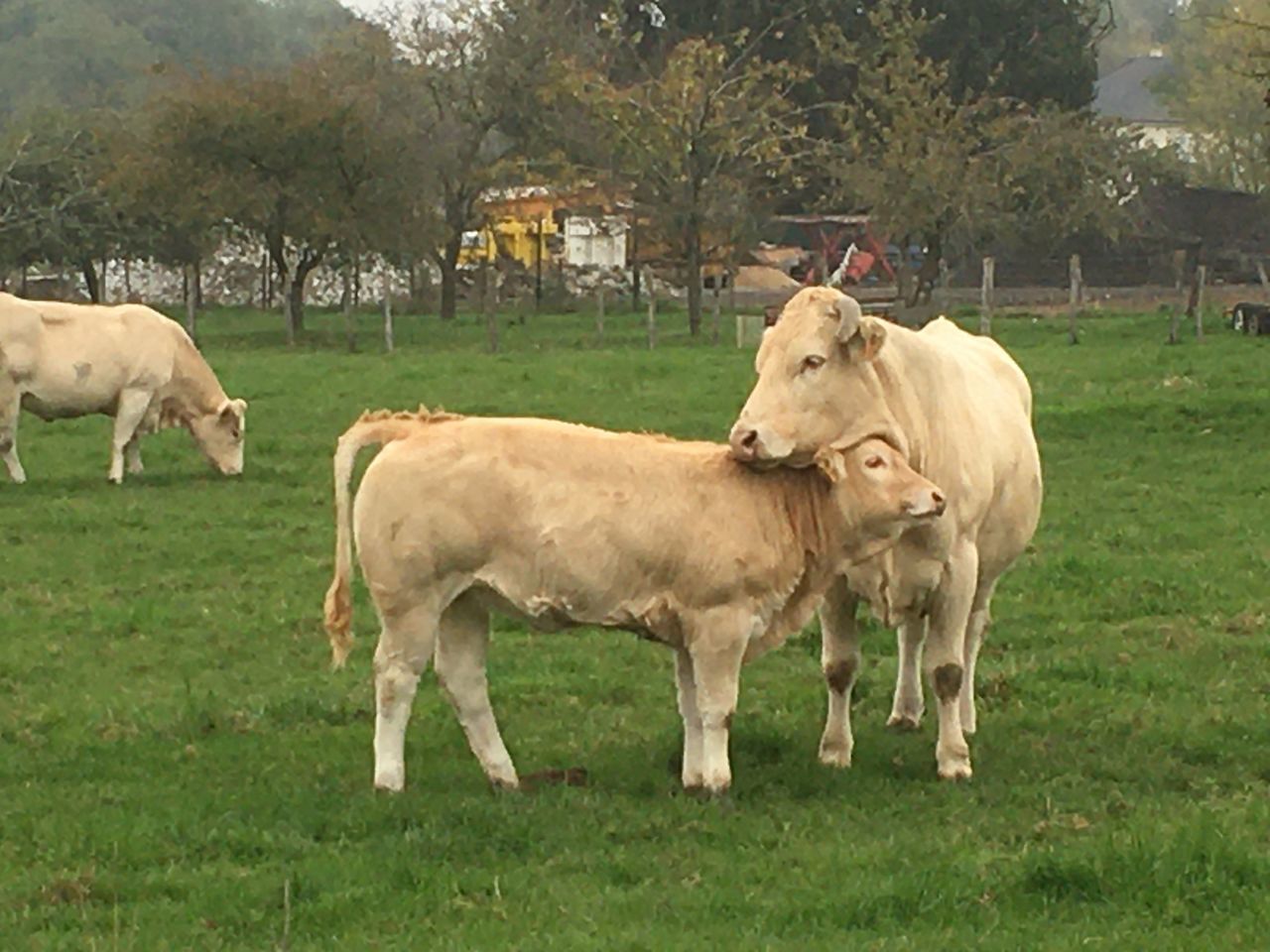 COWS ON THE FIELD