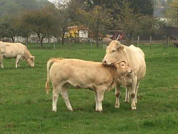 Cows on grassy field