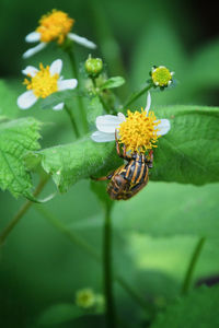 Close-up of insect on yellow flower