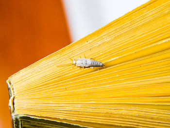 Close-up of insect on the floor