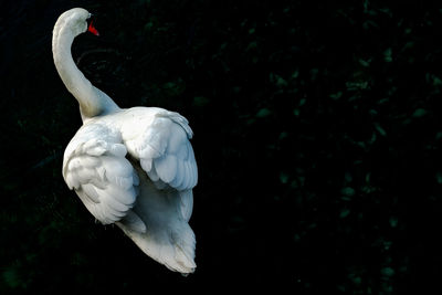 Close-up of swan perching on a tree