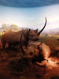 View of a reptile on the field