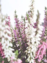 Close-up of pink flowering plant