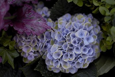 Close-up of purple hydrangea flowers