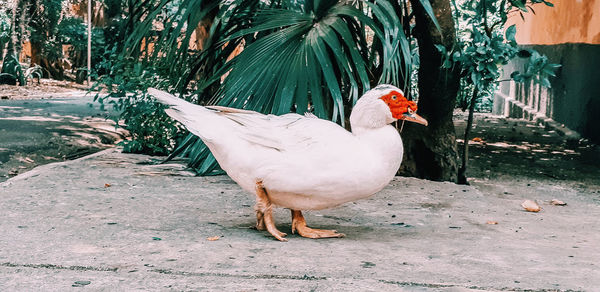 View of a bird on land