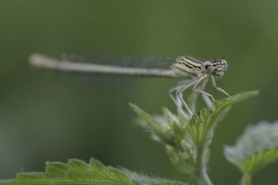 Close-up of grasshopper