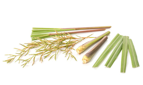 High angle view of plant against white background