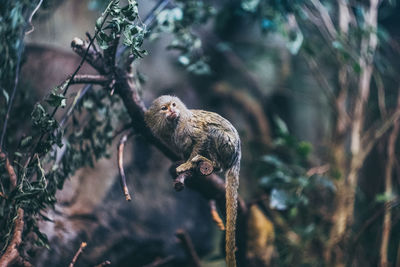 Close-up of bird perching on tree