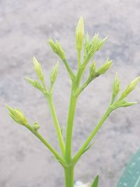 growth