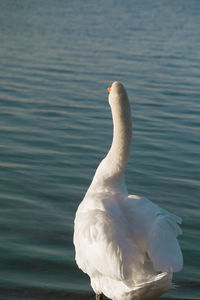 White swan in lake