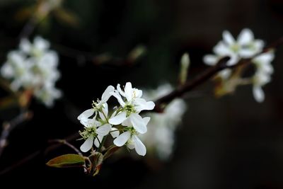 Close-up of white flowers