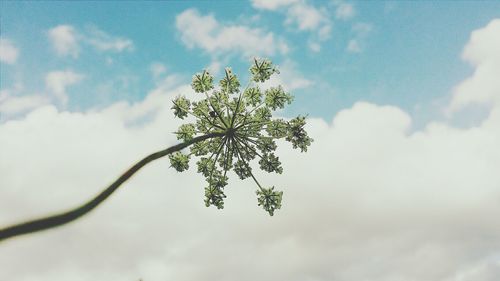 Low angle view of tree against sky