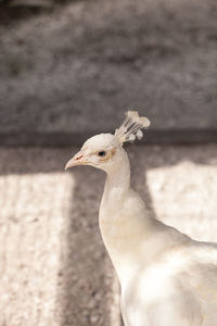 Close-up of a bird looking away