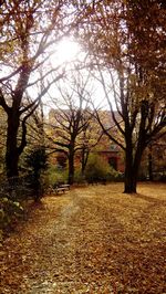 Trees in park during autumn