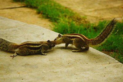 Close-up of an animal