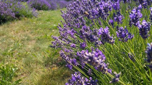 Close-up of purple flowers