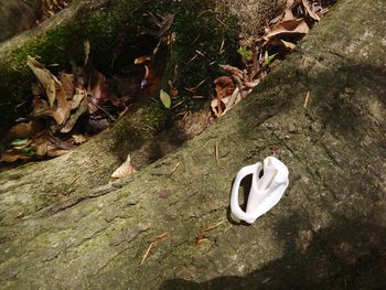 High angle view of bird on field
